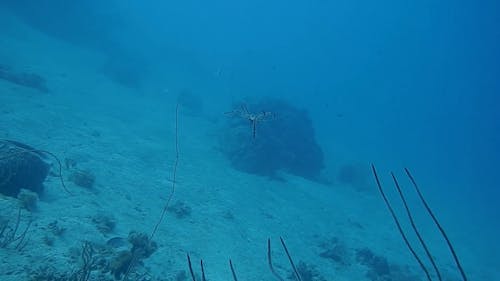 Вид на осьминога под водой