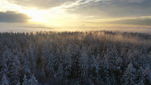 Drone Footage of a Foggy Winter Forest at Sunset