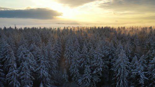 Drone Footage of a Winter Forest at Sunset 