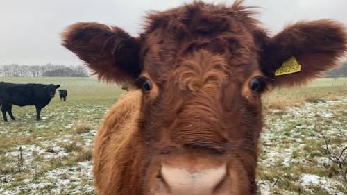 Close up of a Curious Brown Cow on a Snowy Winter Day