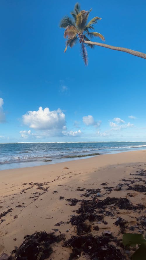 Breaking Waves and a Palm Tree on a Sandy Beach in Puerto Rico