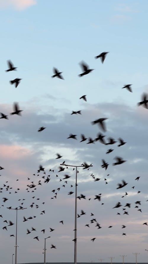 Silhouettes of Birds Flying across a Cloudy Sky 