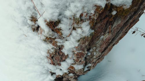 Close up of a Forest Tree Covered in Snow