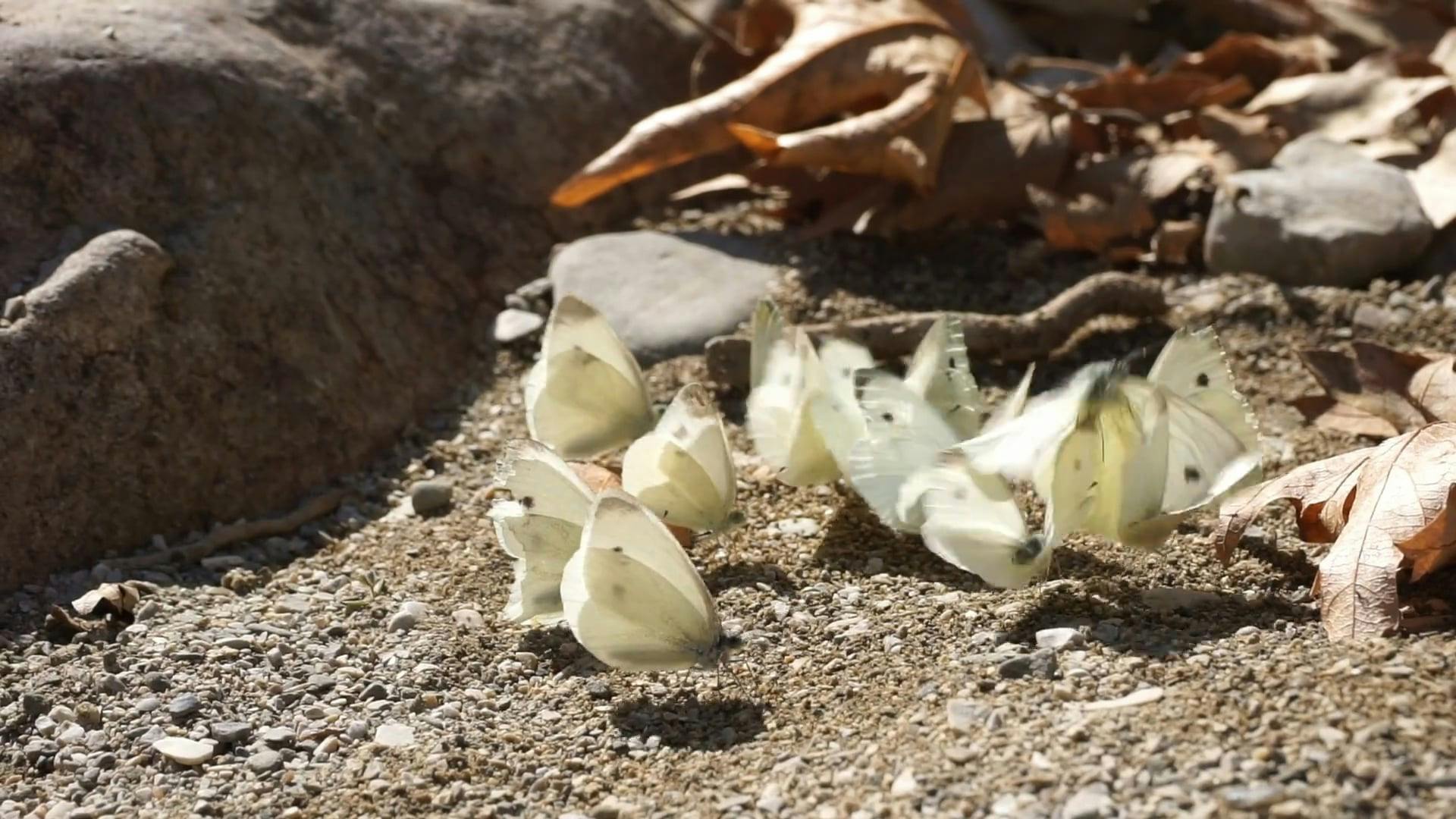 Butterfly visual data 8