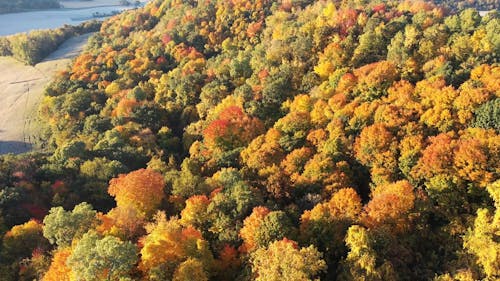 Bird's-eye View of a Forest in Autumn