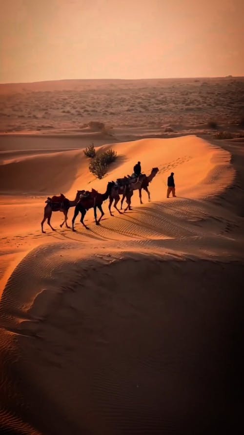 Camel Ride