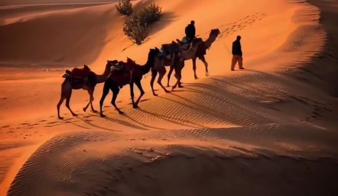 Camel Ride Hd Image Camel Ride Free Stock Video Footage, Royalty-Free 4K & HD Video Clip