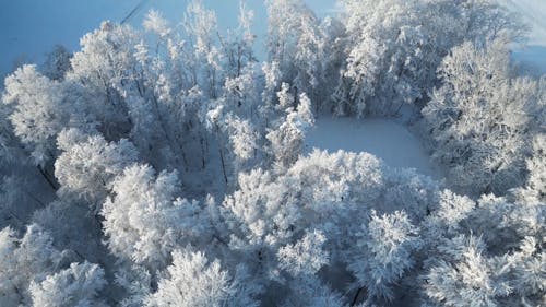 A Birds Eye View of a Snow Covered Ground with Trees
