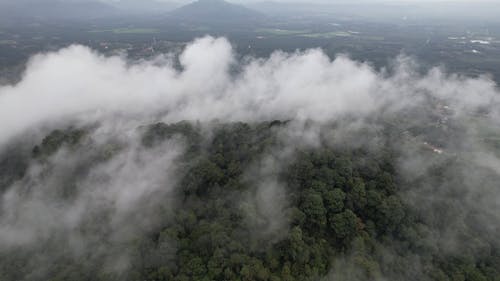 An Aerial Footage of Green Trees at the Forest