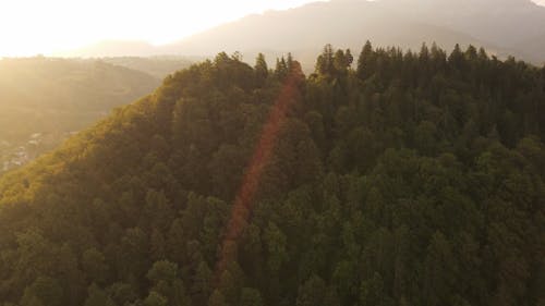 Forest Trees and a Medieval Castle at Sunset