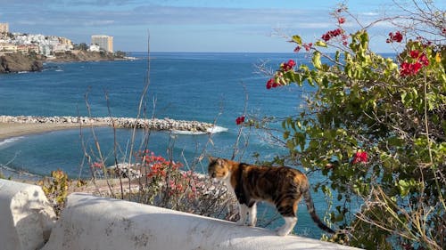 the old cat and the sea