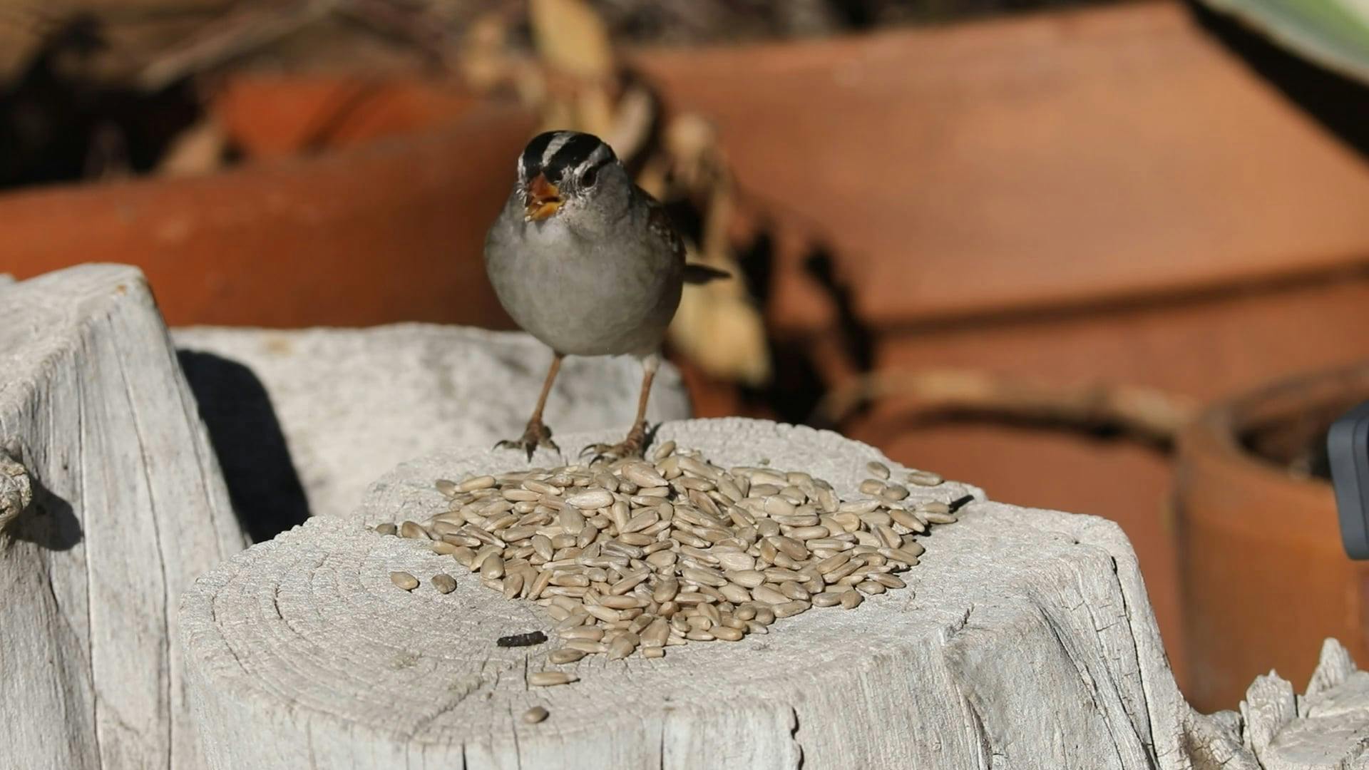 Sparrows Eating Sunflower Seeds on a Tree Stump Free Stock Video