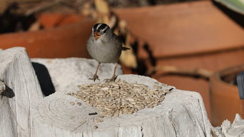 Sparrows Eating Sunflower Seeds on a Tree Stump