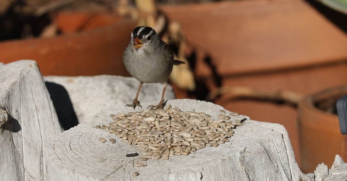 Sparrows Eat Sparrows Eating Sunflower Seeds on a Tree Stump Free Stock Video ...