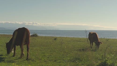 Two Brown Cows Grazing on a Field by the Sea