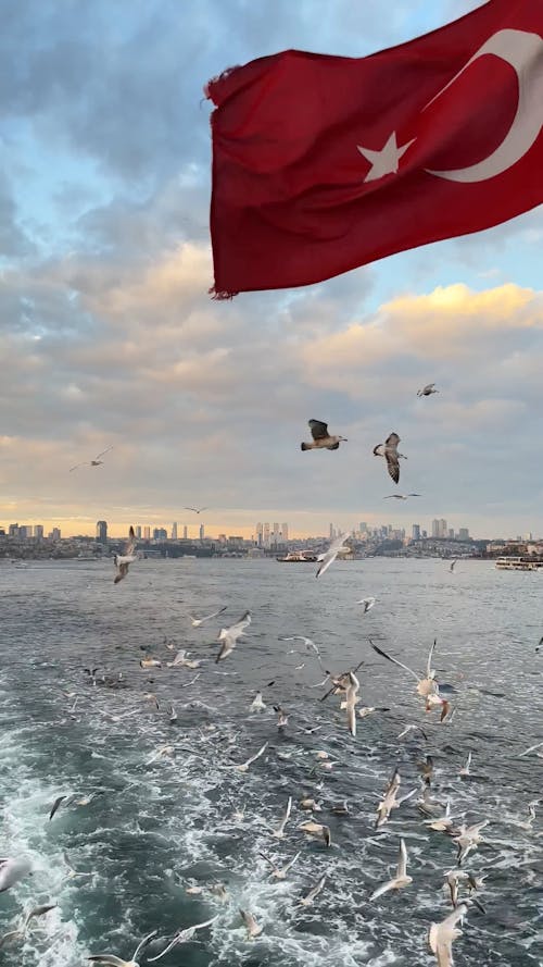A Flock of Seagulls Flying behind a Boat with a Turkish Flag