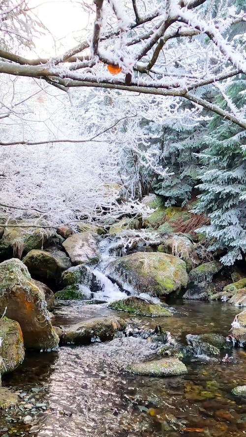 A River Streaming Near the Snow Covered Trees