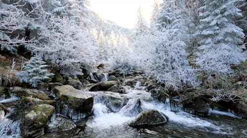 A River Flowing over Mossy Rocks in a Winter Forest