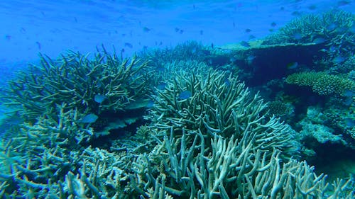 Underwater Footage of a Shoal of Fish Swimming in a Coral Reef