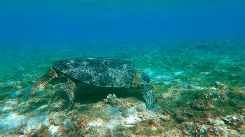 Underwater Footage of a Sea Turtle Swimming in Tropical Waters