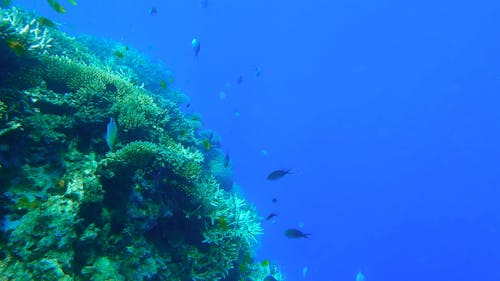 Colorful Tropical Fish Swimming by a Coral Reef