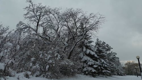 A Snow Covered Ground with Trees Under the Cloudy Sky