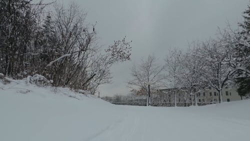 A Snow Covered Ground Between Leafless Trees