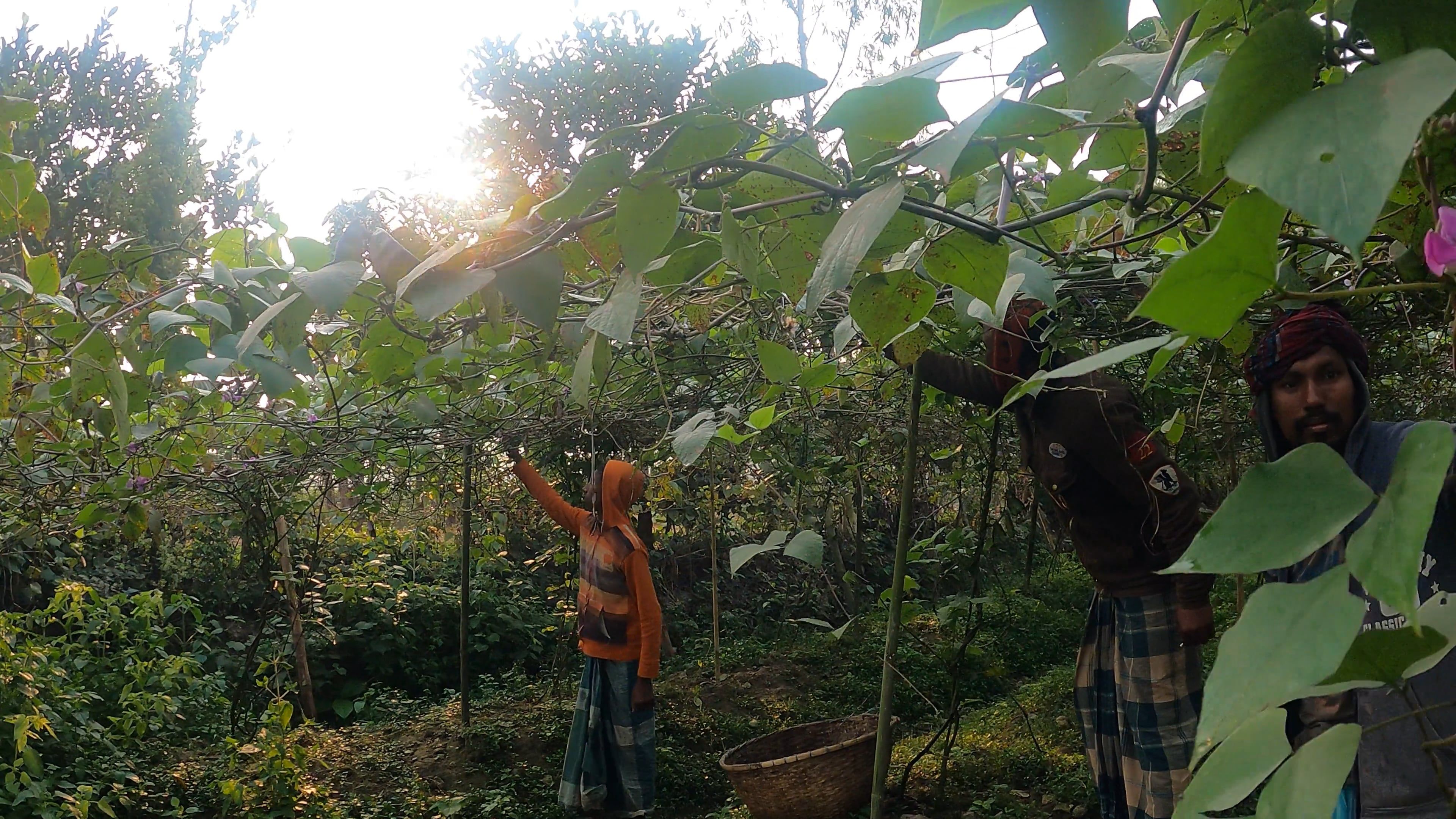 People at the Farm Harvesting Fava Beans Free Stock Video Footage ...