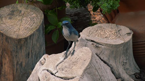A Blue Bird on Tree Trunk