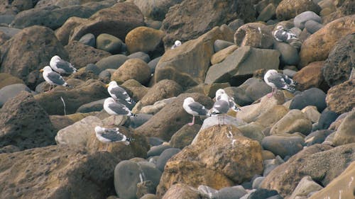 Seagulls Perched on Coastal Rocks