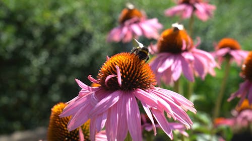 Bees on Flowers