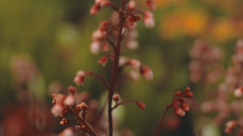 Pequenas Flores Silvestres Em Visão De Perto