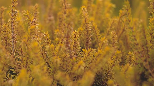 Planten Met Gele Bladeren