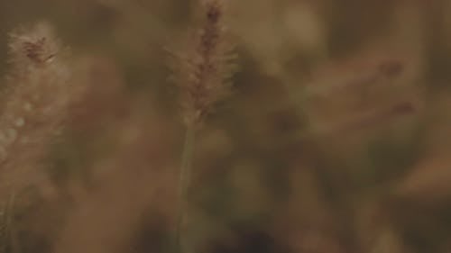 Close-Up Of A Grass Flower