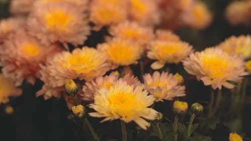 A Combination Of Pink And Yellow Daisies