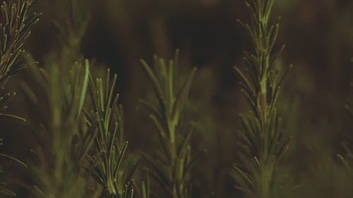 Close-Up Video Of Rosemary