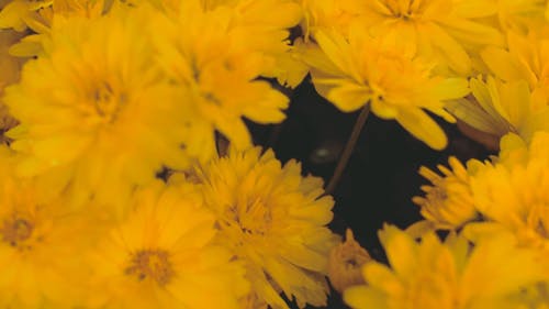 鮮豔的黃色花朵