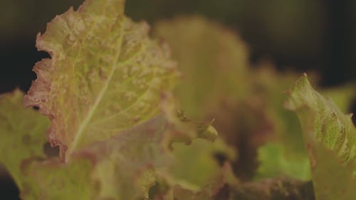 Fresh Leafy Vegetable