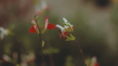 Bee On A Flower