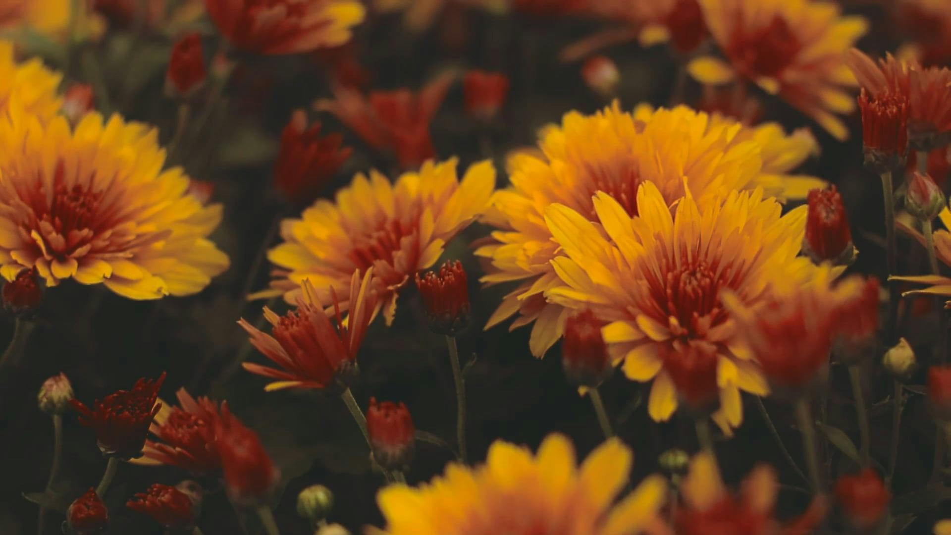 A CloseUp Video of Blooming Flowers Free Stock Video Footage, Royalty