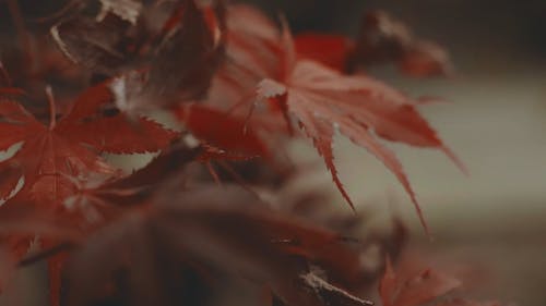 Folhas Vermelhas De Outono