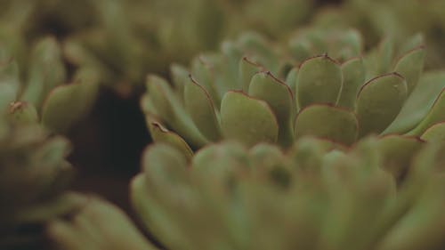 Close-Up Video of Succulent Plants