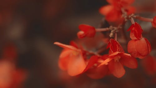 붉은 꽃잎 꽃