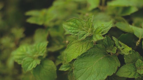 Close-Up Video of Leaves