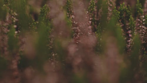 Tiny Pink Flowers Of A Plant