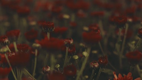 Blurry Vision of Red Flowers