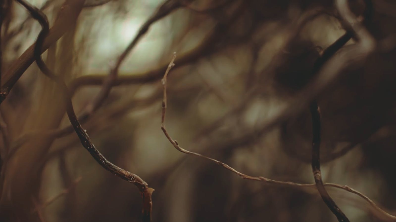 Brown Videos, Download The BEST Free 4k Stock Video Footage & Brown HD