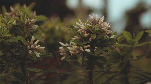 Schöne Kleine Blumen