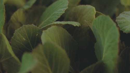 Leaves Eaten By Insects