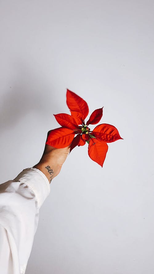 A Hand Holding a Red Flower against a White Wall